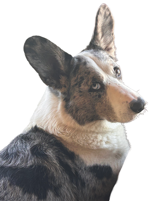 Treats and Trails Logo